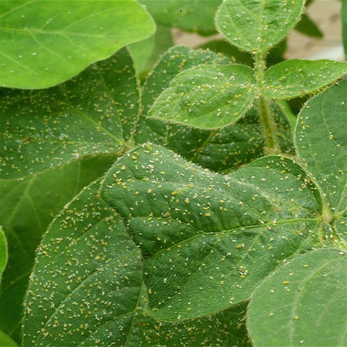 Soybean aphids are one mode of transmission of SMV.