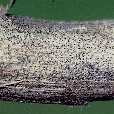 Stem showing macrosclerotia, the diagnostic feature of charcoal rot disease