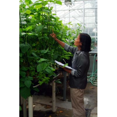 Dr. Nguyen Binh aids in soybean rust research.