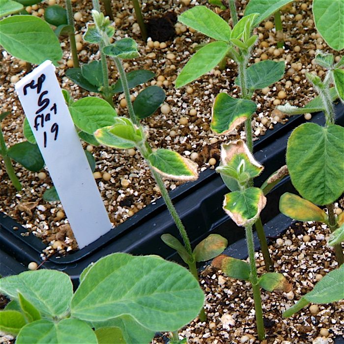 Greenhouse seedlings showing susceptibility and resistance to SDS.