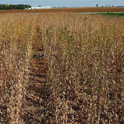 Soybean field affected with green stem disorder.  Stems that remain green after seeds are mature cause problems by clogging harvesting equipment.