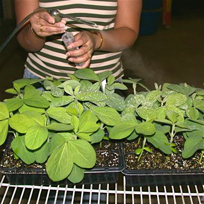 Inoculating plants with an atomizer.