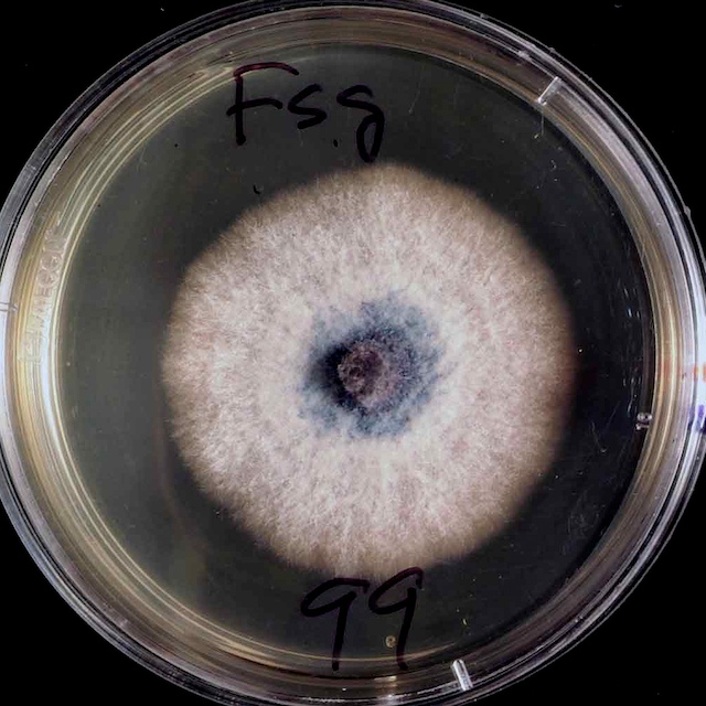 <em>Fusarium virguliforme</em> culture growing on PDA showing characteristic blue color