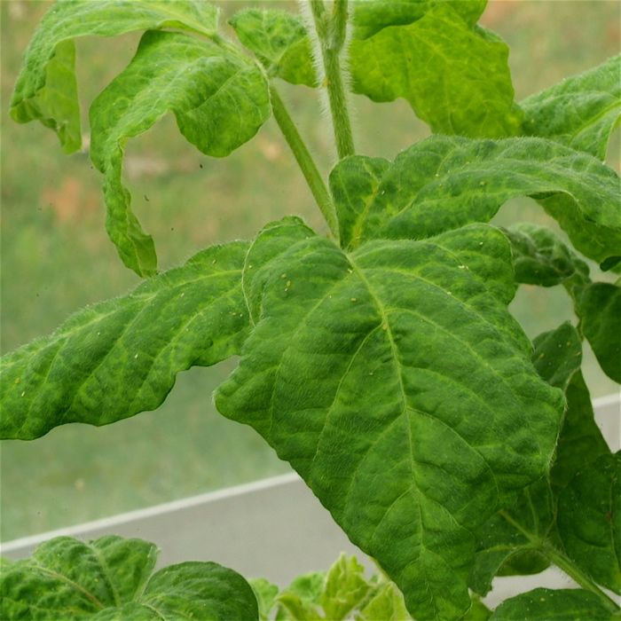 Soybean aphids that transmit SMV on leaves showing SMV symptoms.