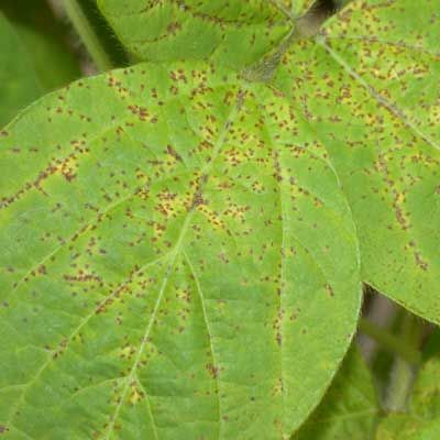 Early stage of Soybean Rust on leaves