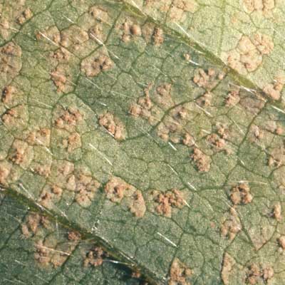 Soybean rust lesions on an infected leaf