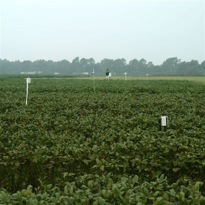 Spore traps for monitoring soybean rust