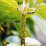 Soybean aphids massing on a soybean stem.