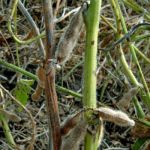 Soybean disease: Green Stem Disorder - Normal stem and stem showing symtoms