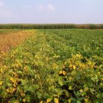 Soybean disease: Phytophthora Rot - 
