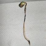Soybean disease: Phytophthora Rot - 