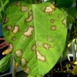 Soybean disease: Frog Eye Leaf Spot - 