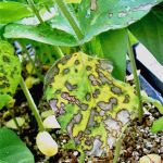 Soybean disease: Frog Eye Leaf Spot - 