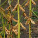 Soybean disease: Green Stem Disorder - Green stem symptoms upclose