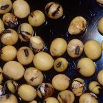 Soybean disease: Bean Pod Mottle Virus - 