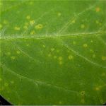 Soybean disease: Bacterial Pustule - Symptoms of bacterial pustule.