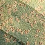 Soybean rust lesions on an infected leaf