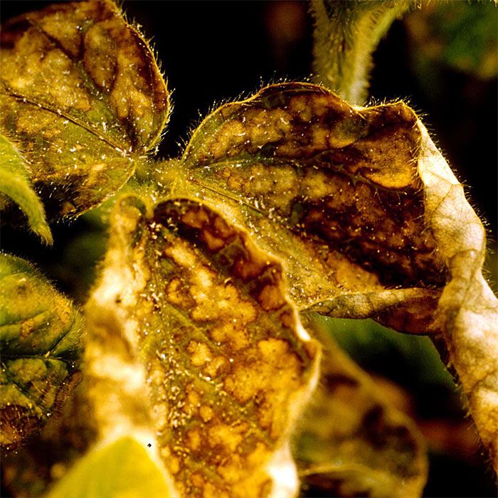 Withered and curled leaves, the result of extensive aphid feeding.